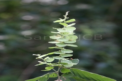 Desmodium pulchellum